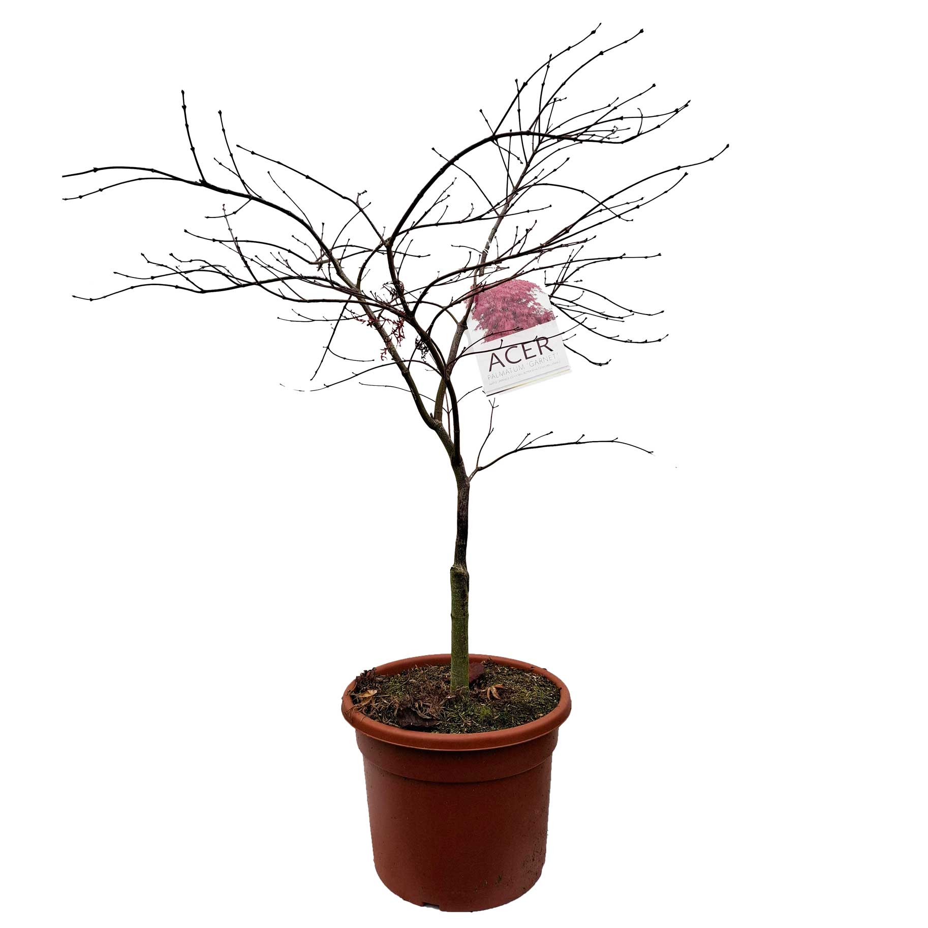 Acer pal. 'Garnet' 60-80 cm 15L