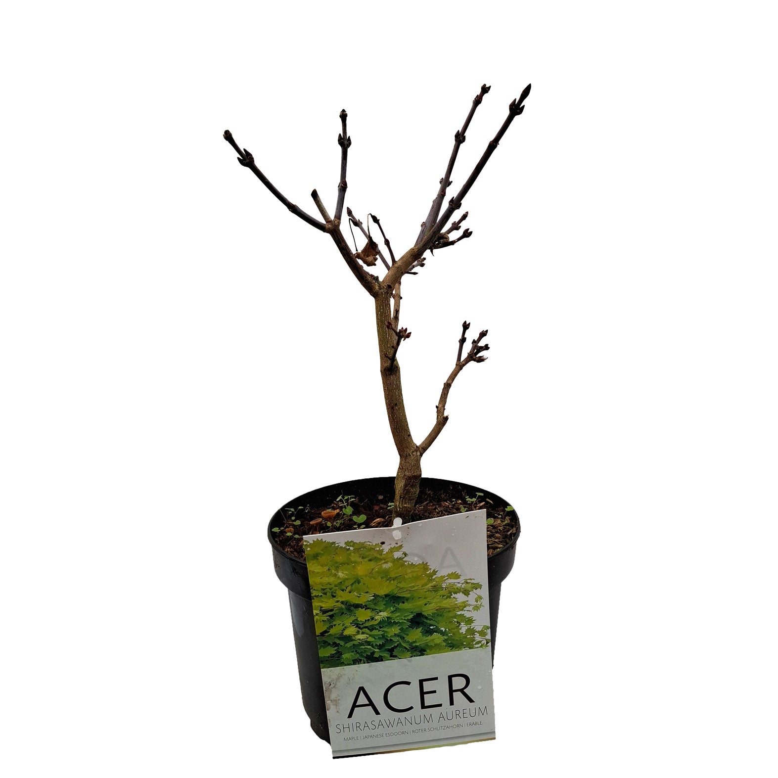 Acer shir. 'Aureum' 25-30 cm 4L