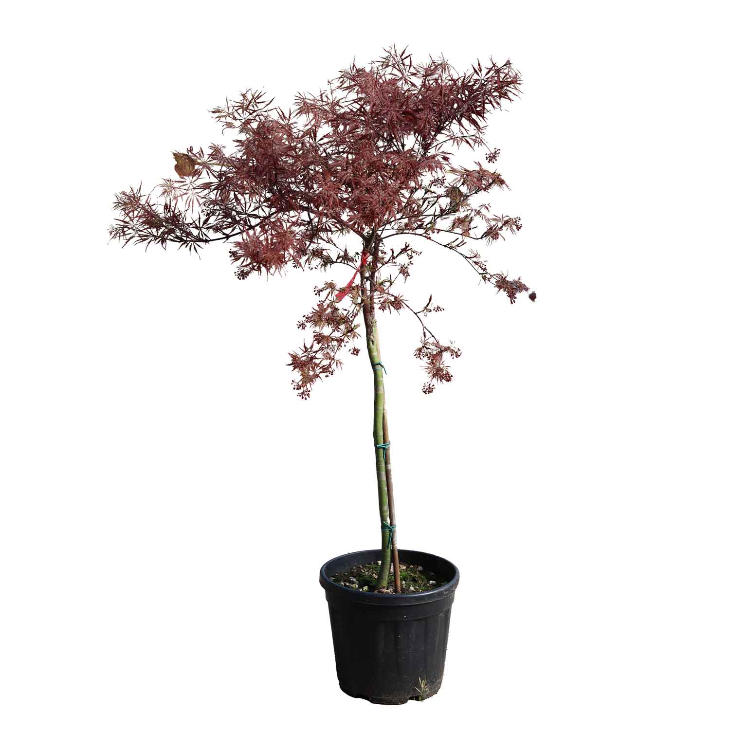 Acer dissectum 'Stella Rossa' 50cm stam. 10L