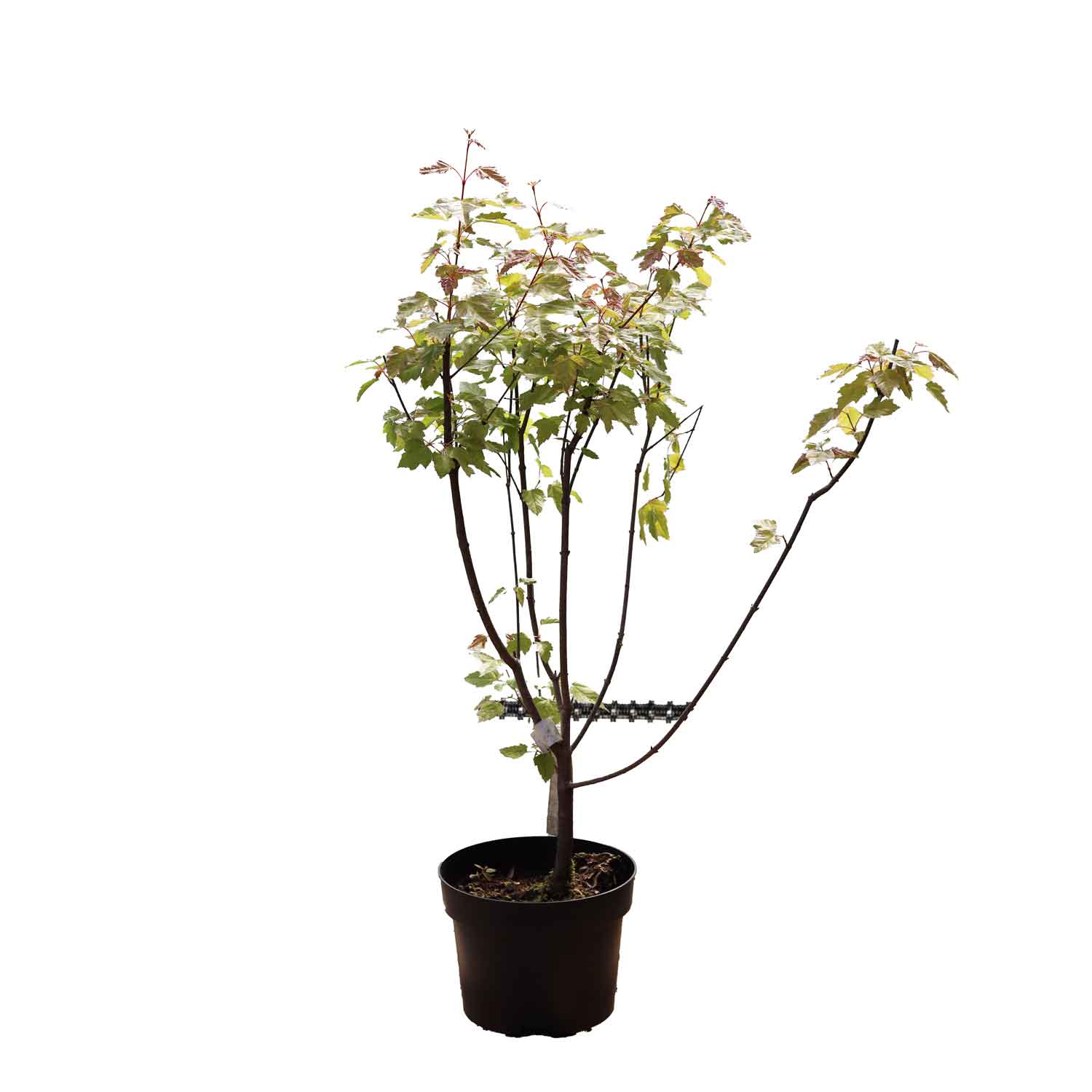 Acer ginnala 25/30 C.3