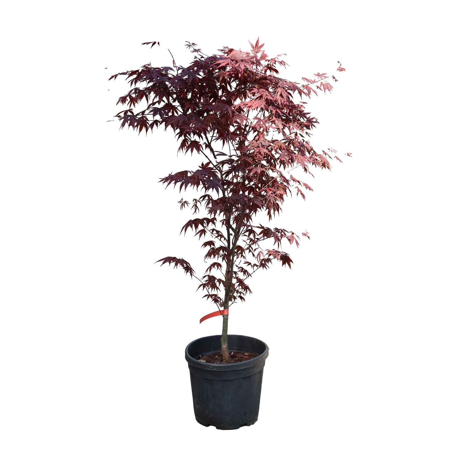 Acer palmatum 'Red Flash' 100cm 10L