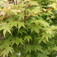 Japansk Ahorn <br>- Acer palmatum