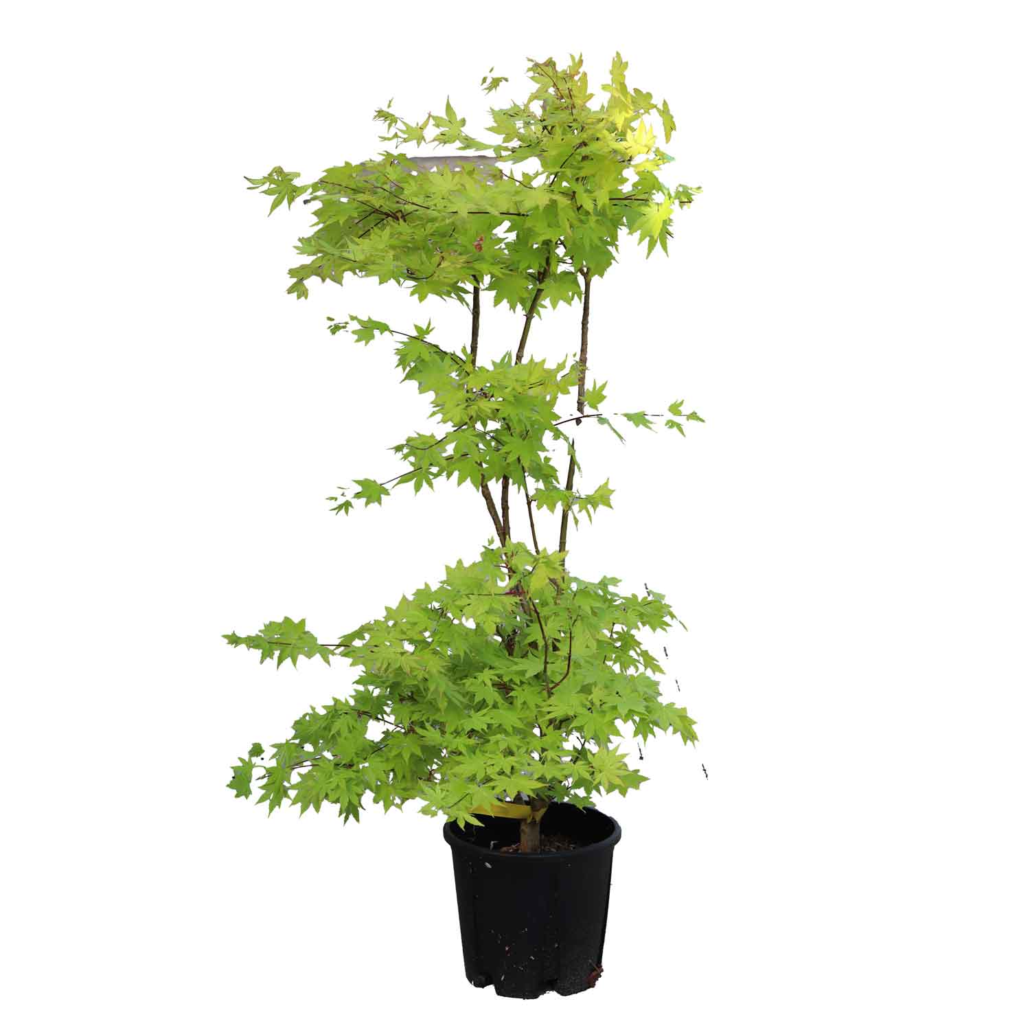 ACER PALMATUM SUMMER GOLD CLT 9