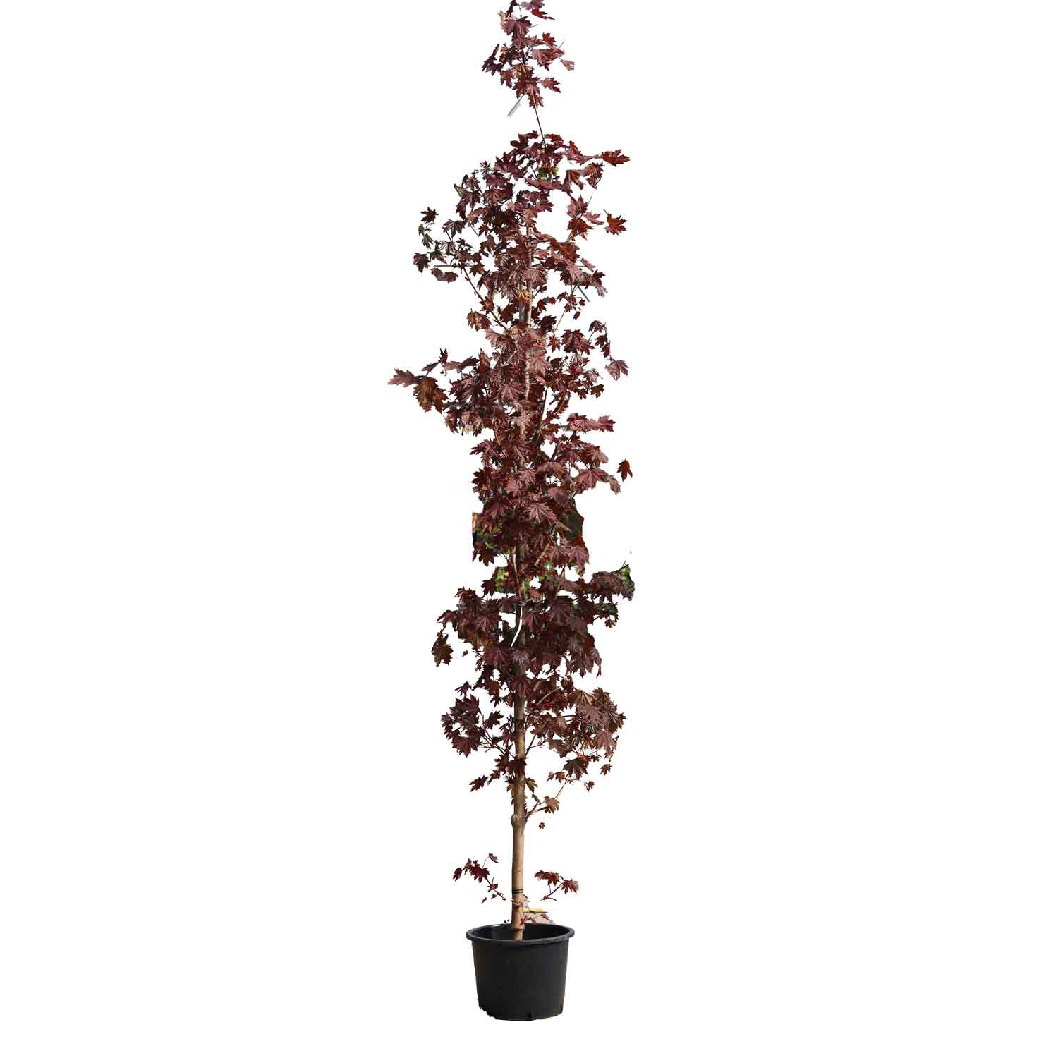 Top Salary - Acer platanoides 'Crimson Sentry'