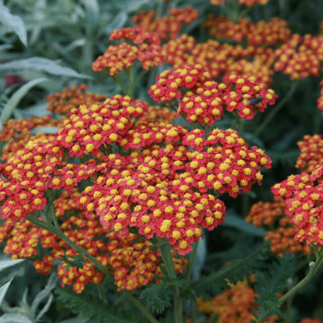 Yarrow - Achillea mille. 'Walter Funke'