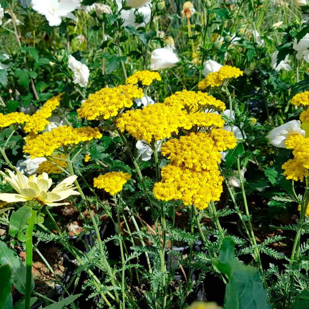 Achillea mille.'Moonshine'