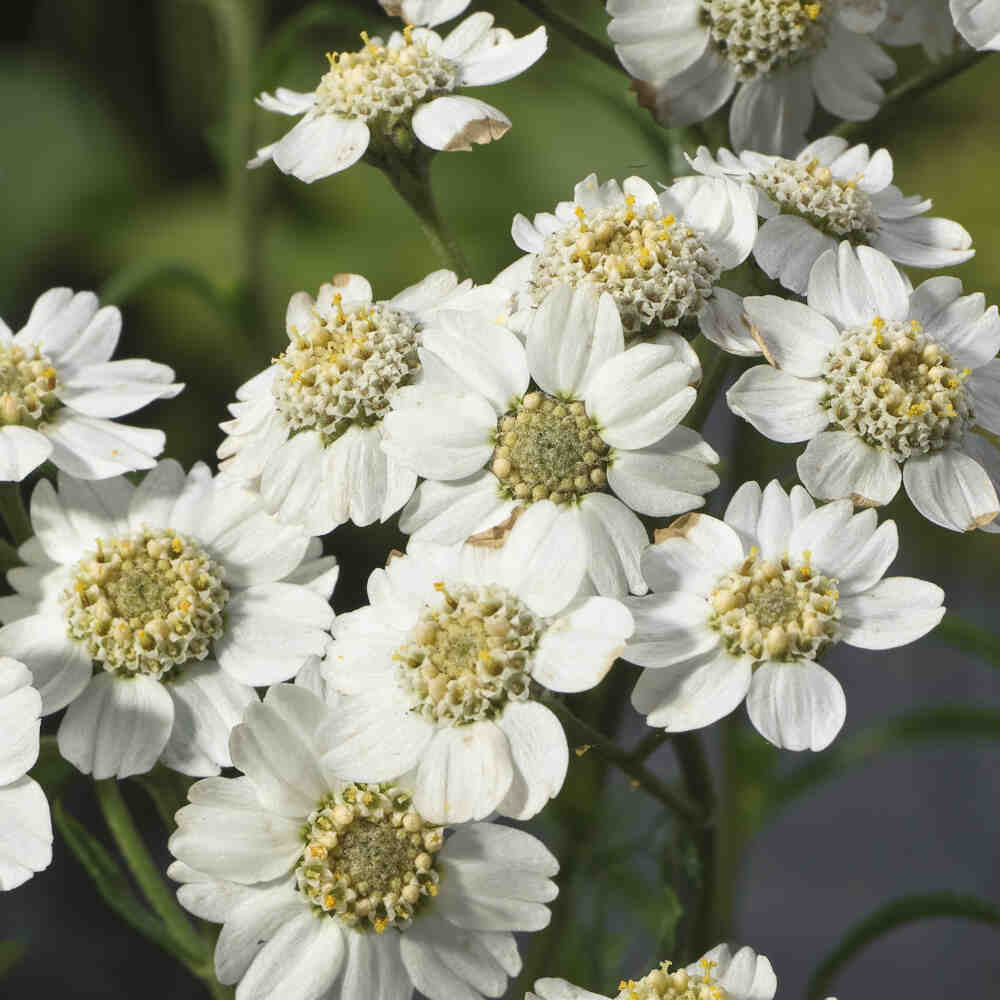 Achillea ptarmica p9