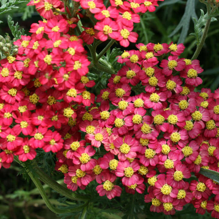 Røllike - Achillea millefolium Paprika 1L pot