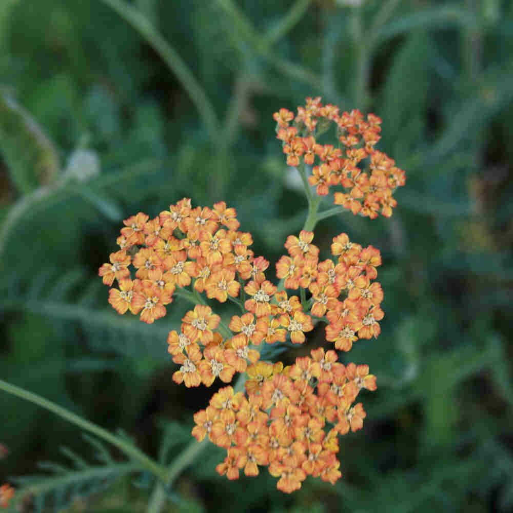 Achillea mille. 'Terracotta' 11C