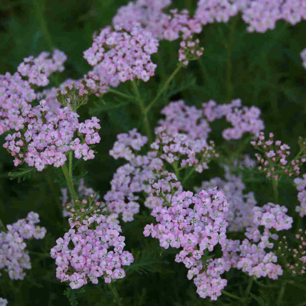 Achillea hybrid 'Wonderful Wampee'(R) 11C