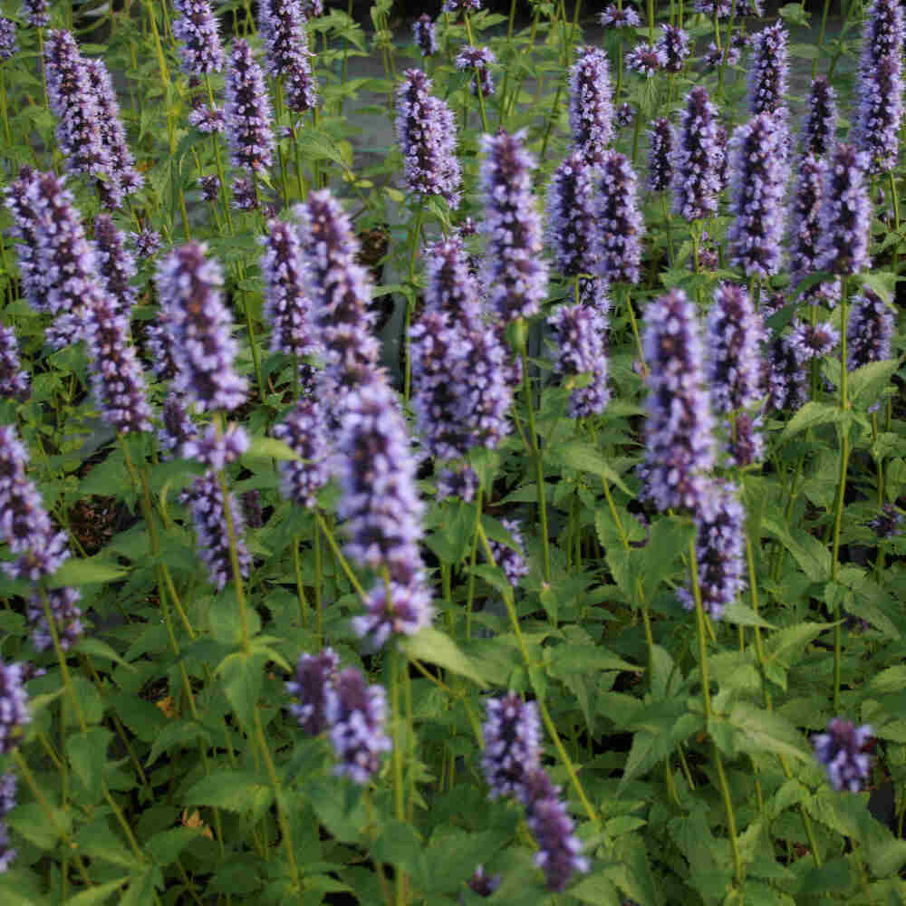 Agastache Black Adder 3 L Potte