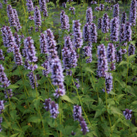 Indianermynte<br> - Anisisop <br>- Agastache