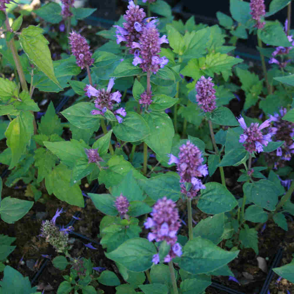 Indianermynte - Agastache hybrid 'Blue Boa'(R) 11C