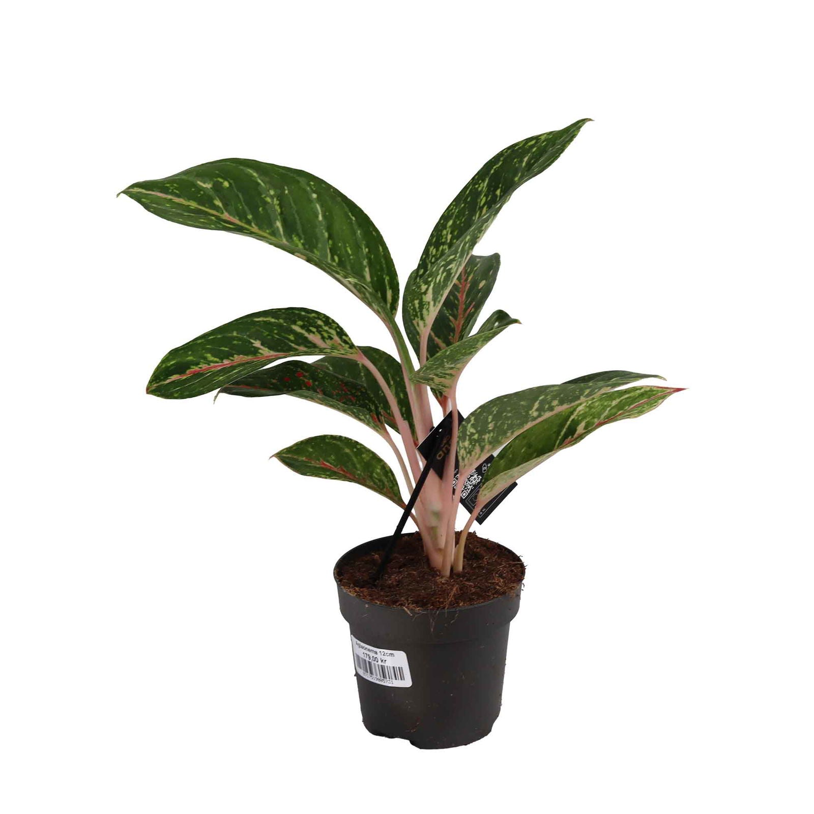 Aglaonema 12cm