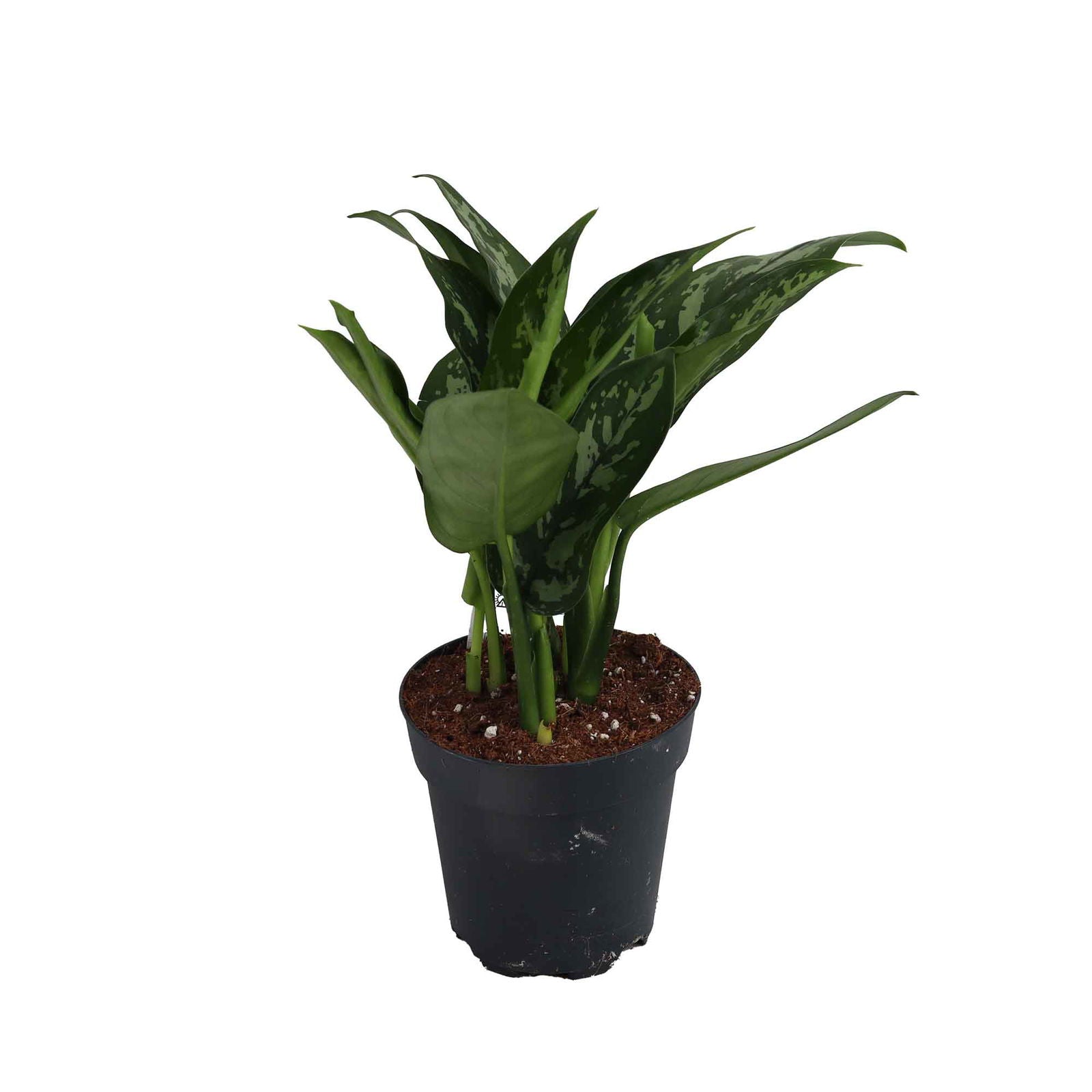 Aglaonema Maria 12cm