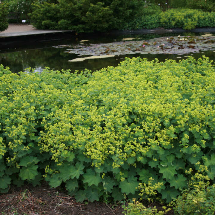 Lodden Løvefod - Alchemilla mollis 10cm pot