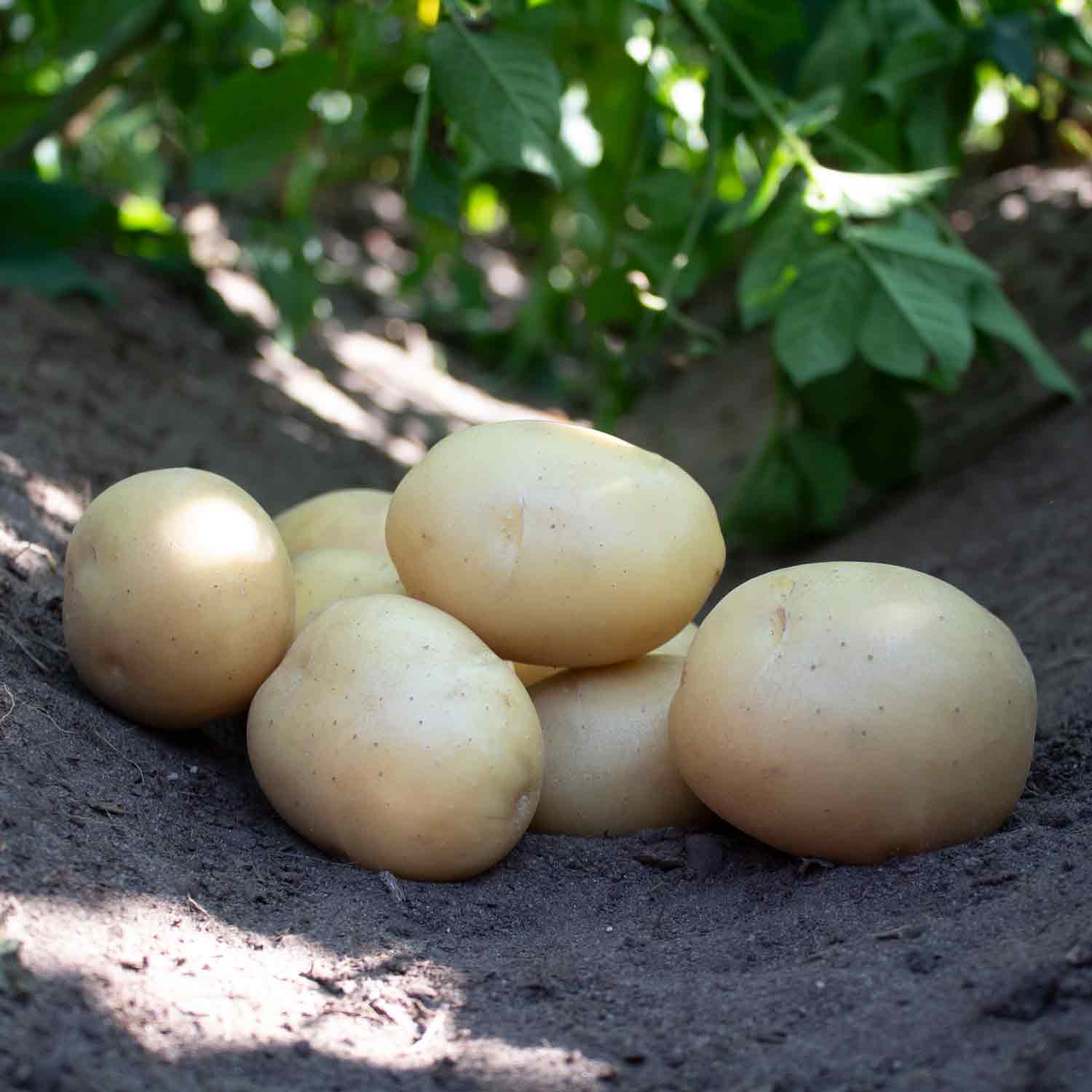 Seed potato - Ally 1.5 kg