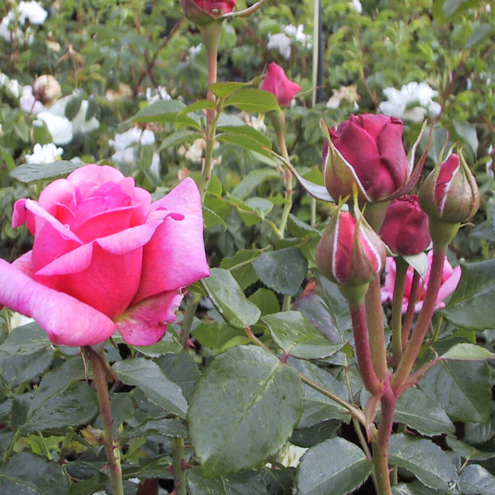 Climbing rose - Rosa 'Aloha'