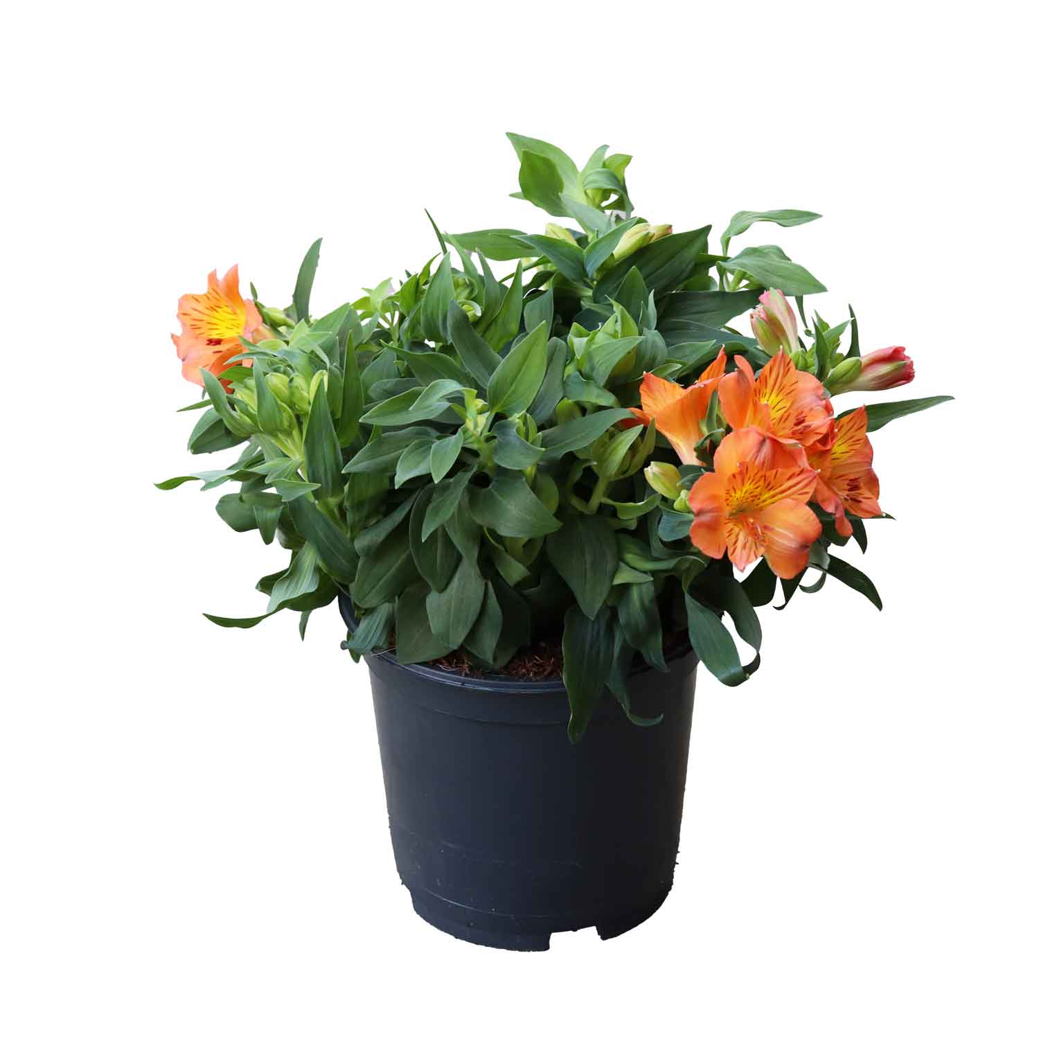 Alstroemeria Princ. Lilies Oxana 19cm