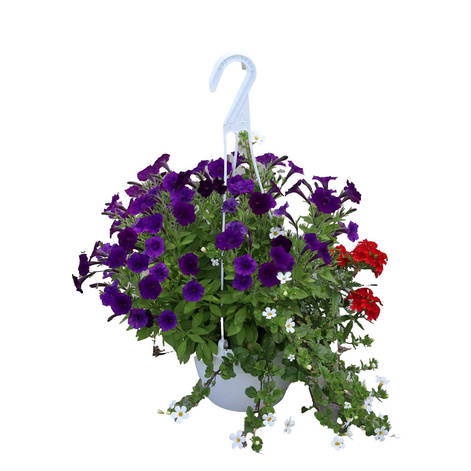 Basket With 3 Different Flowered Plants D.16