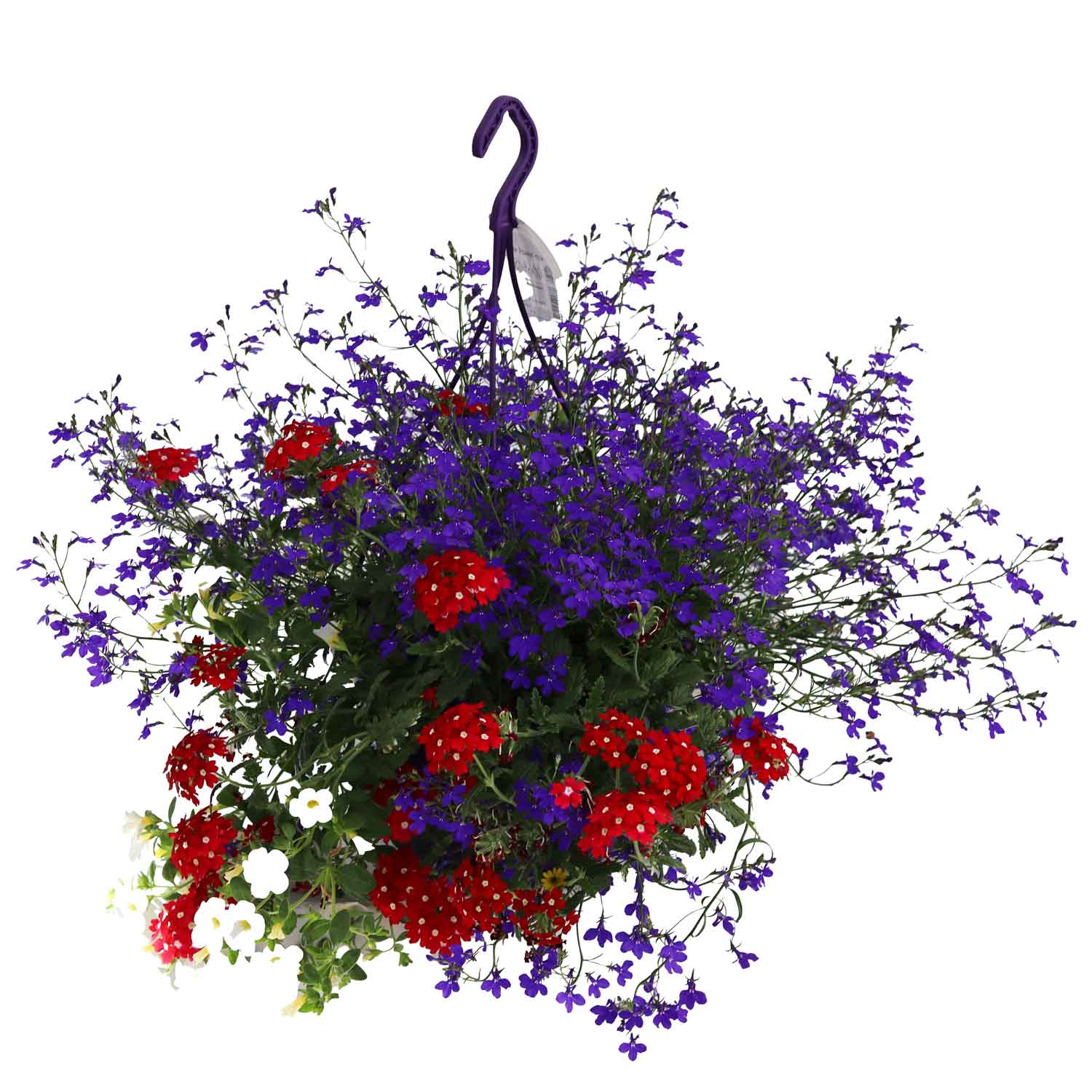 Hanging baskets mix in pot han