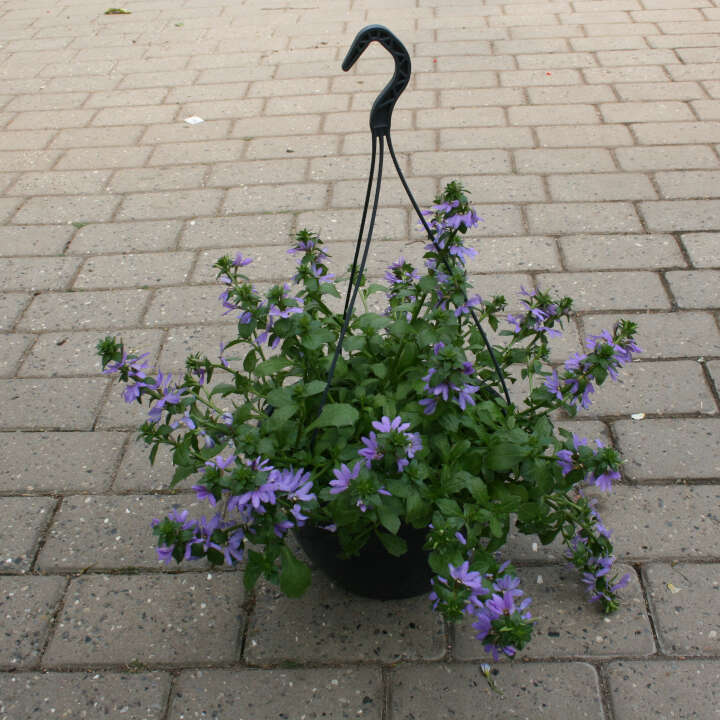 Scaevola Aemula 27cm hanging plant