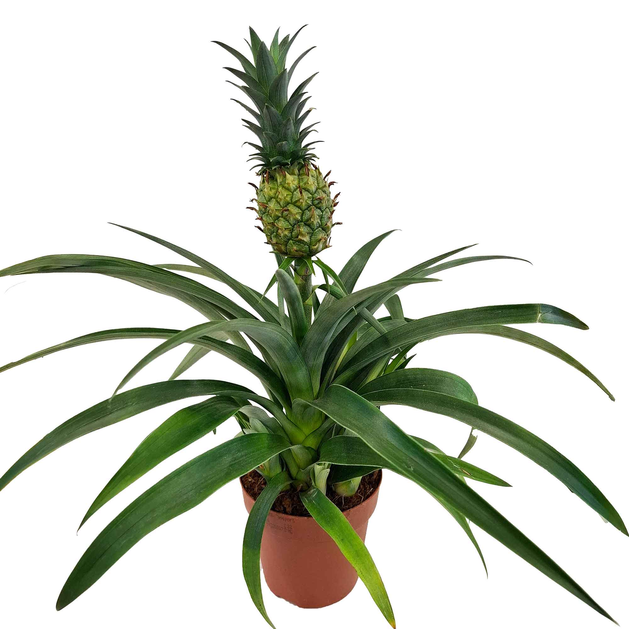 Ananas Mi Amigo 12cm