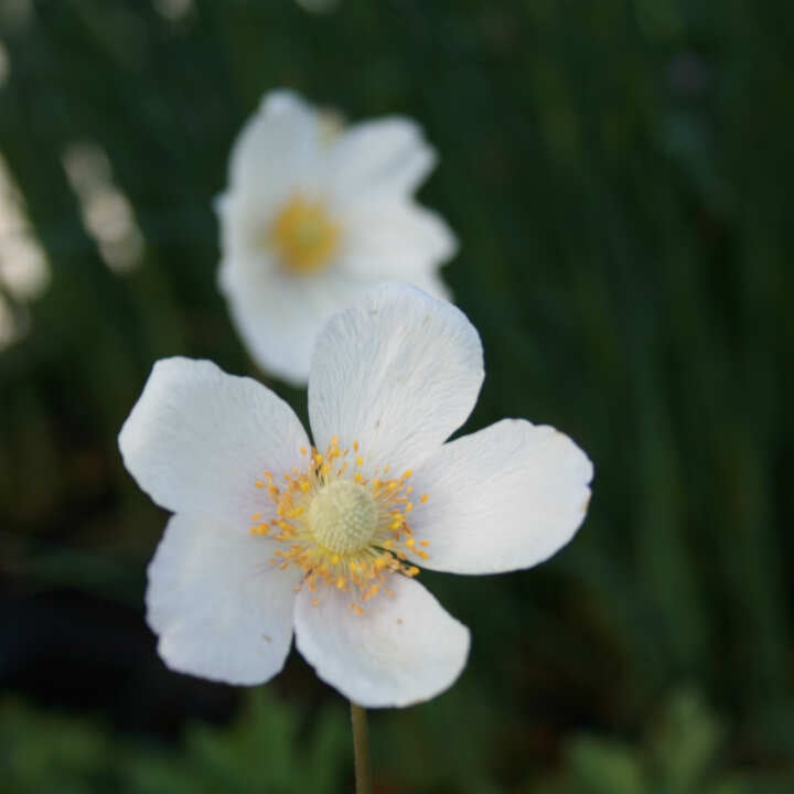 Anemone sylvestris 11C