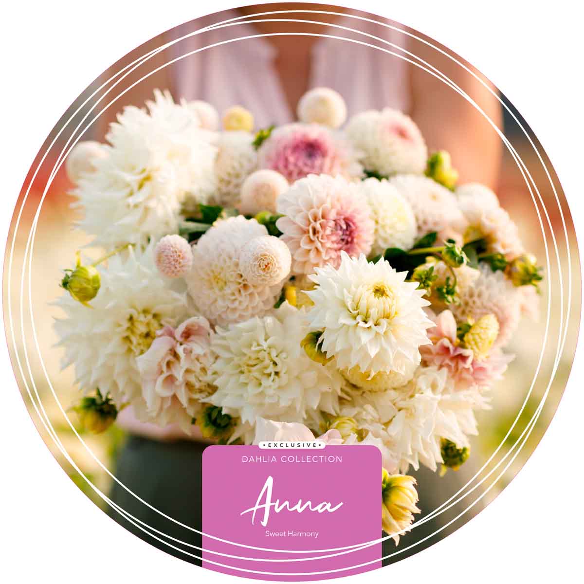 Exclusive Collection Dahlias 'Anna'