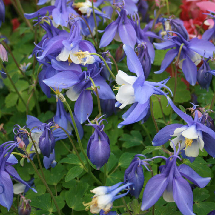 Akeleje Aquilegia caerulea hybrid 10cm