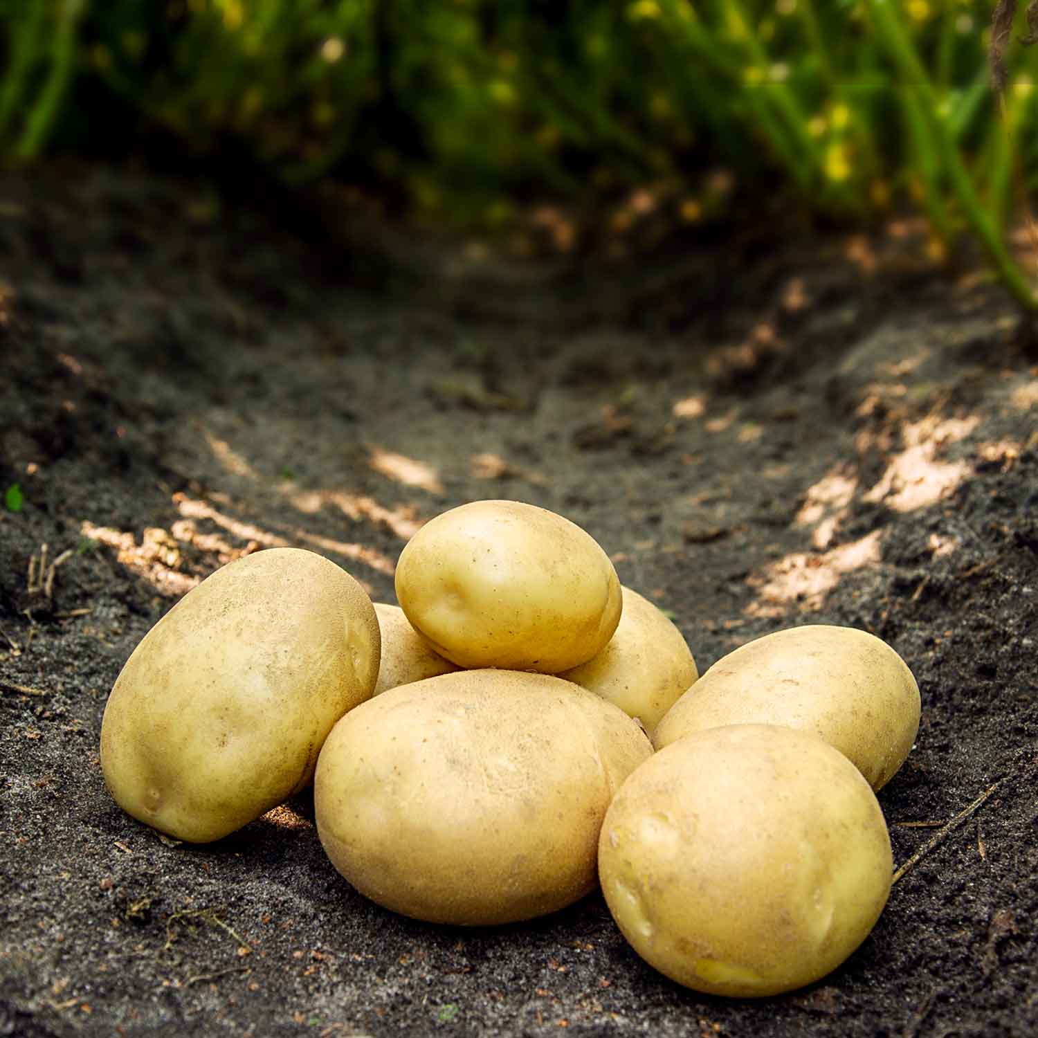 Seed potato - Argana - NEW 2024