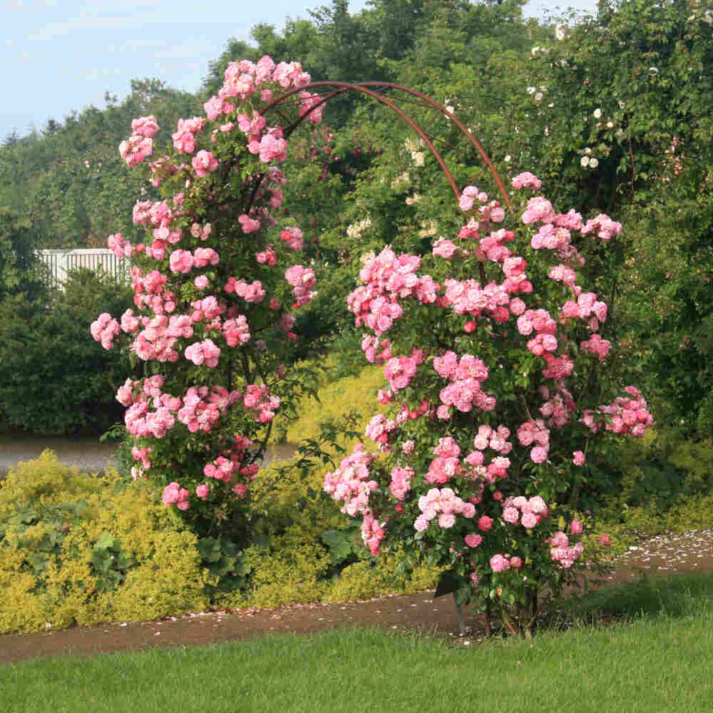 Climbing rose 'Aristide Briand'