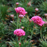 Vilde stauder til blomstereng