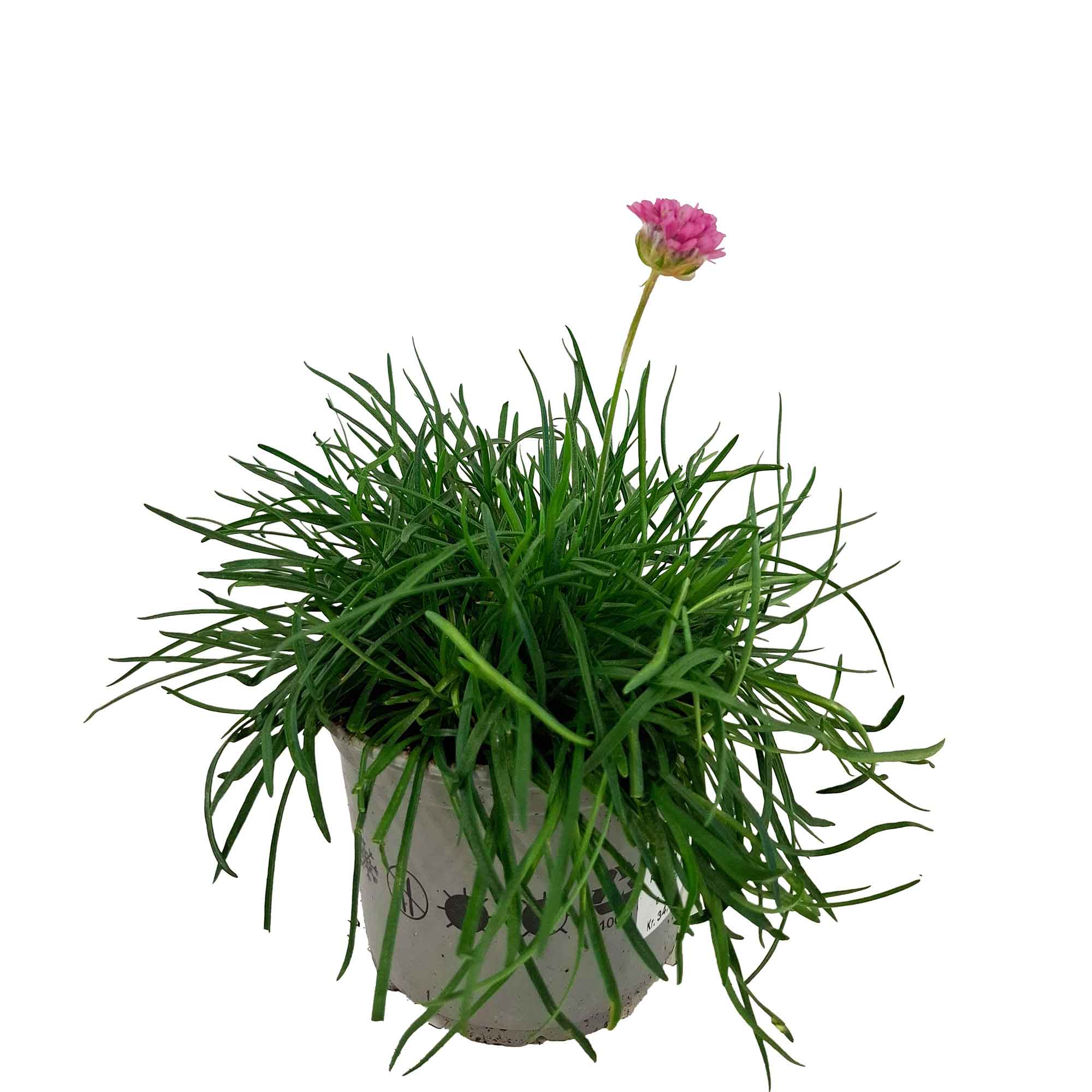 Armeria mar. 'Armada Rose' 10,5cm