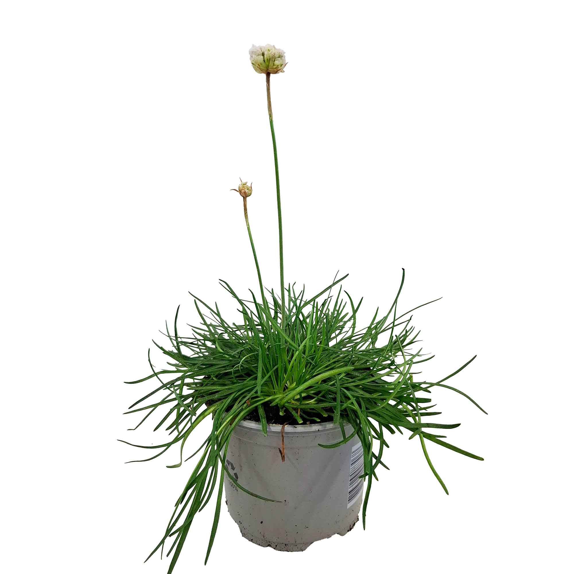 Armeria mar. 'Armada White' 10,5cm