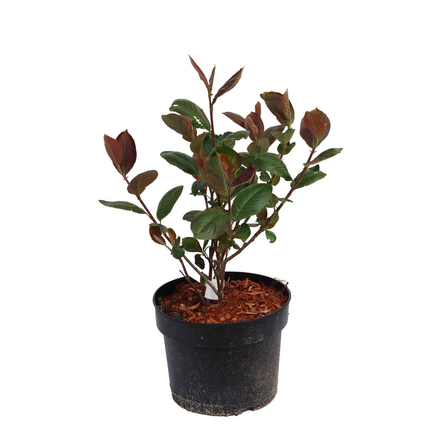 Aronia melanocarpa 'Viking'40/60 C.3