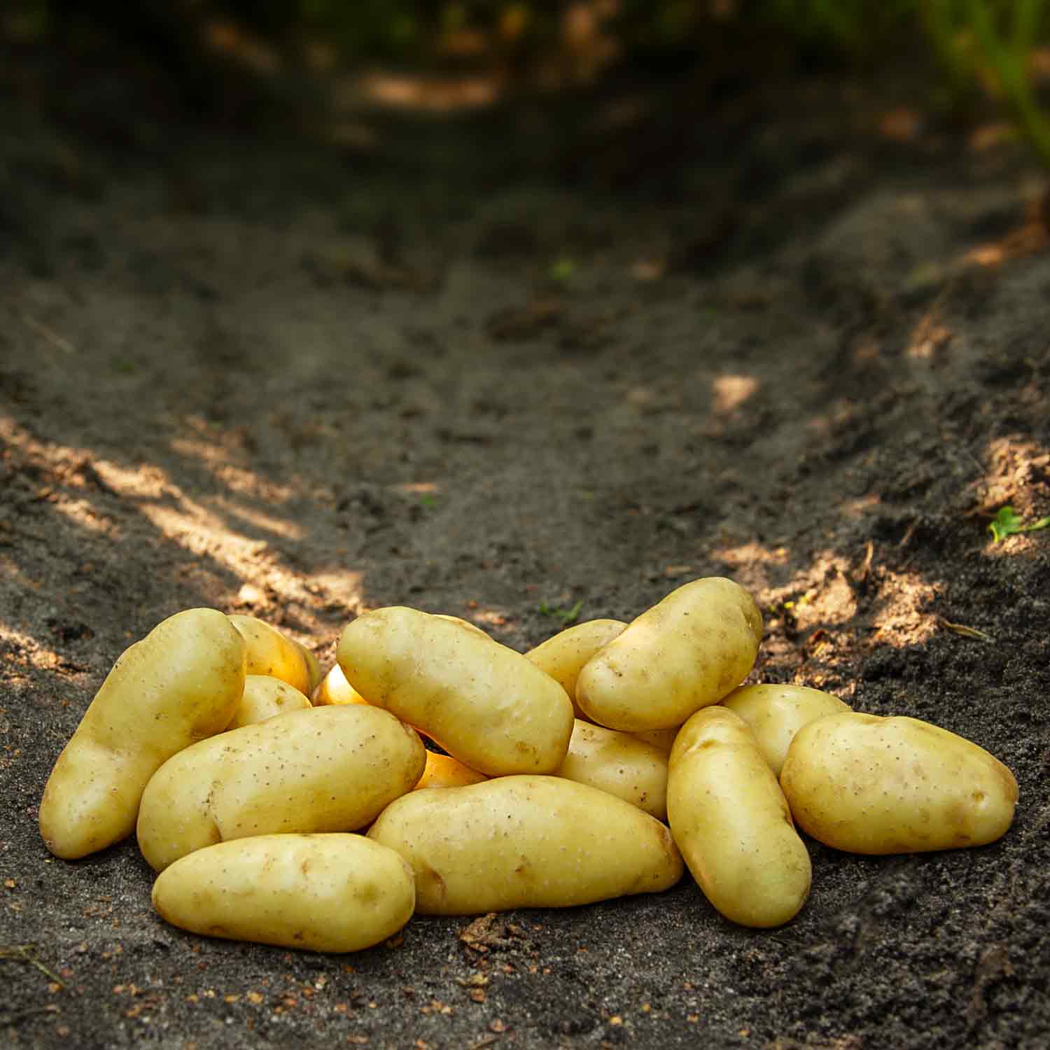 Asparges Læggekartofler - Den gamle sort - 1,5 kg