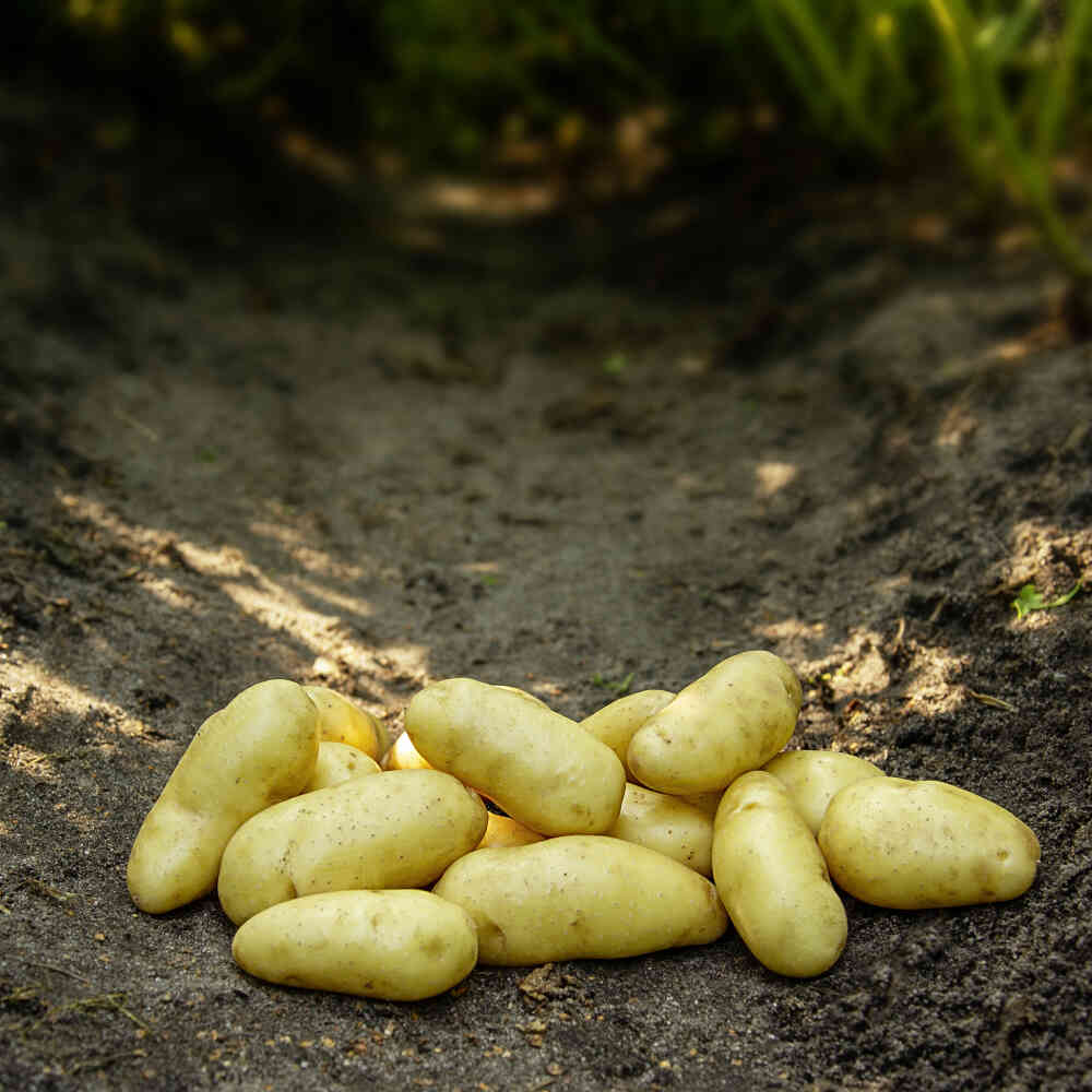 Seed potatoes - Asparagus 10 kg.