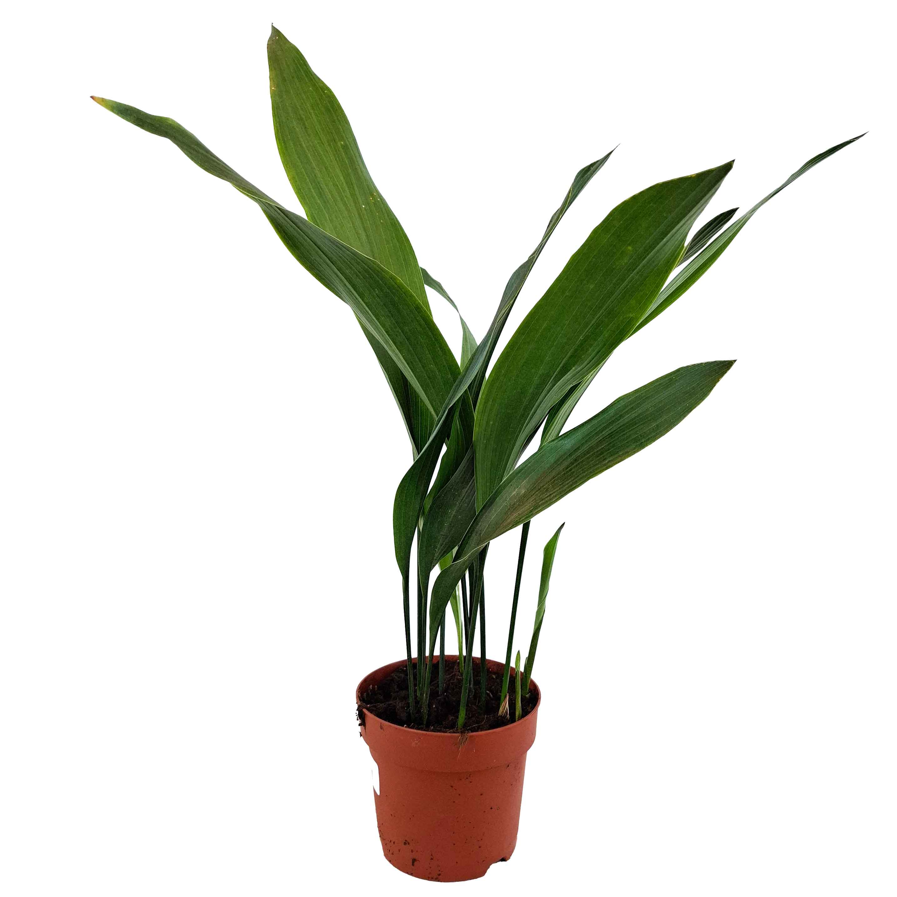 Aspidistra elatior 14cm