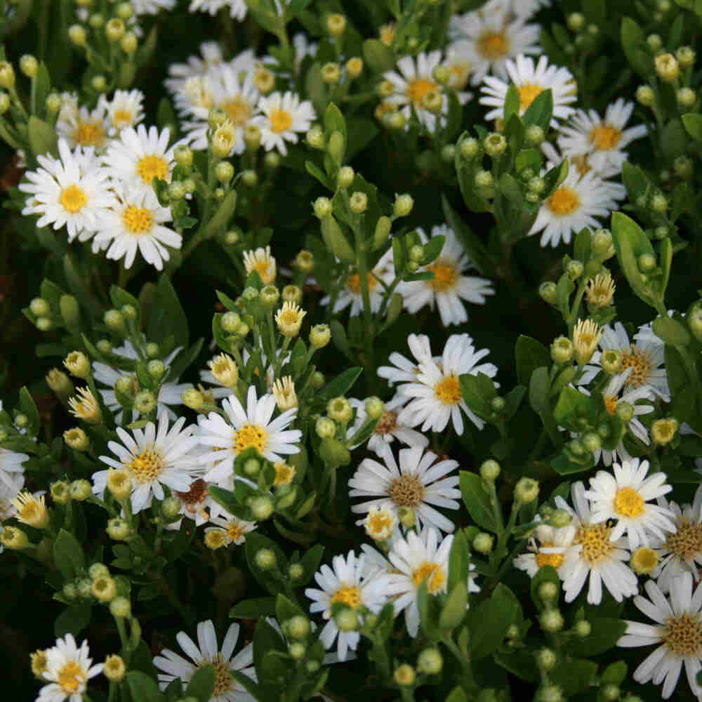 Aster ageratoides 'Starshine'(R)