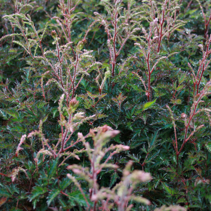 Astilbe glaberrima 'Sprite'