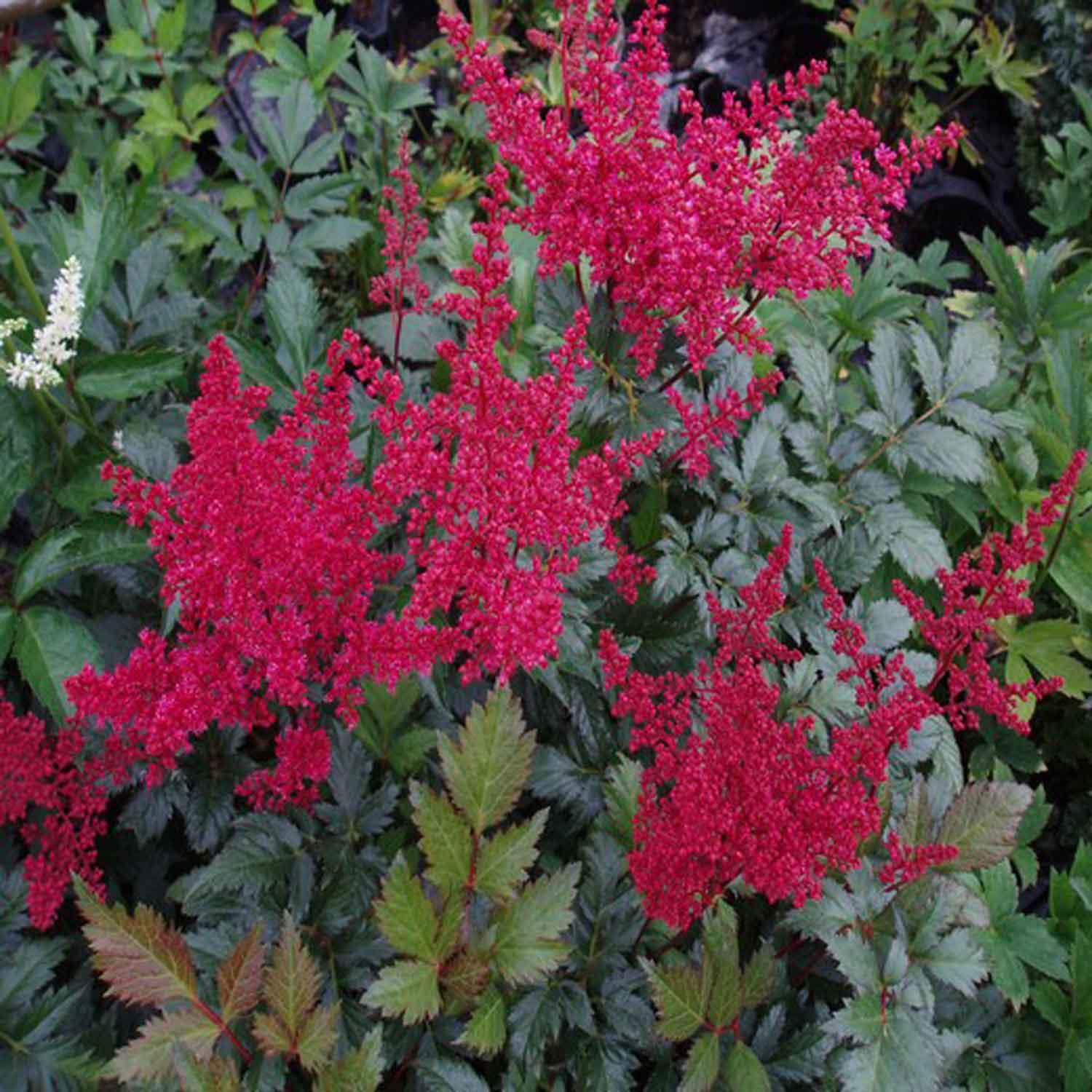 Astilbe japonica 'Montgomery' 11C