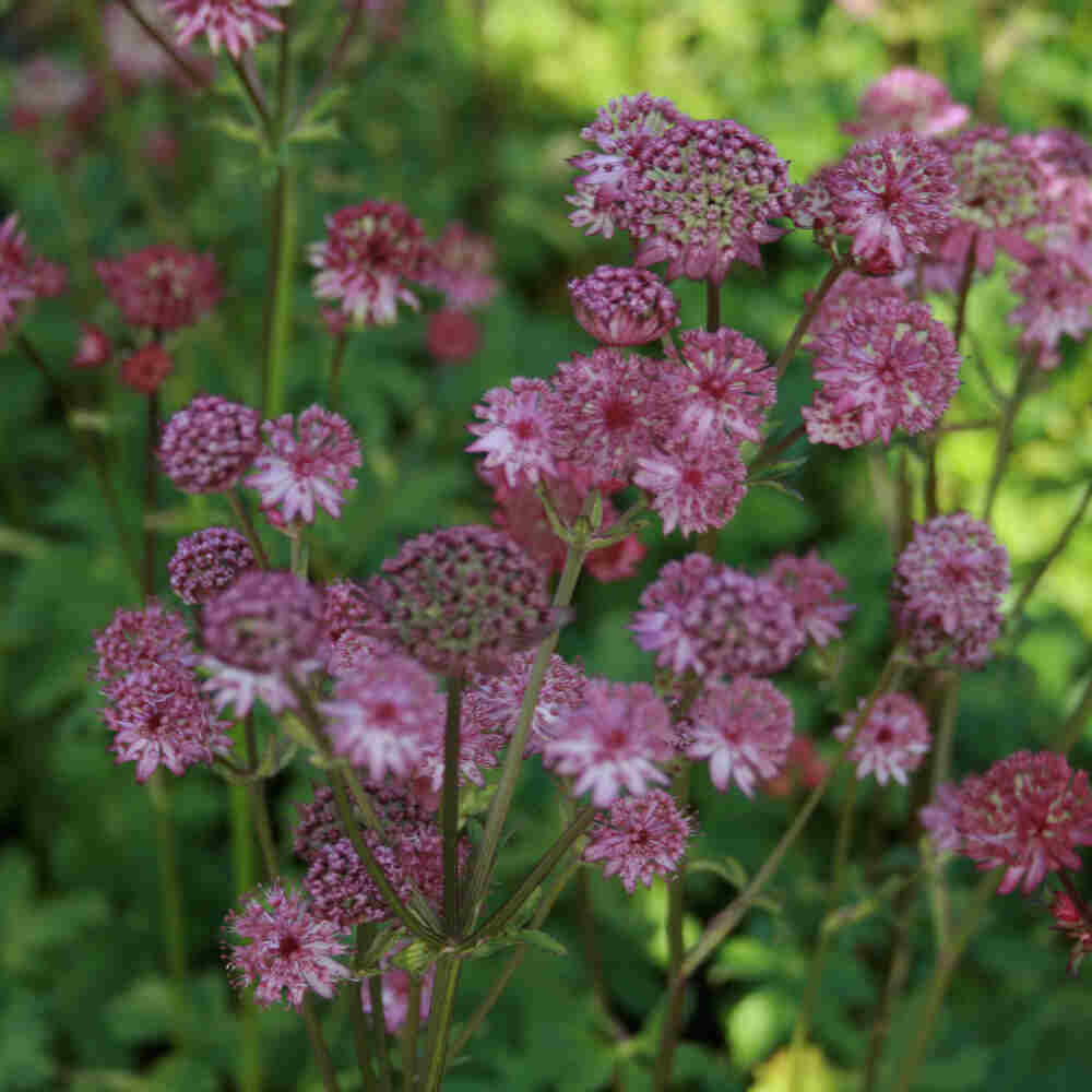 Astrantia major 'Star of Beauty'(R) 11C