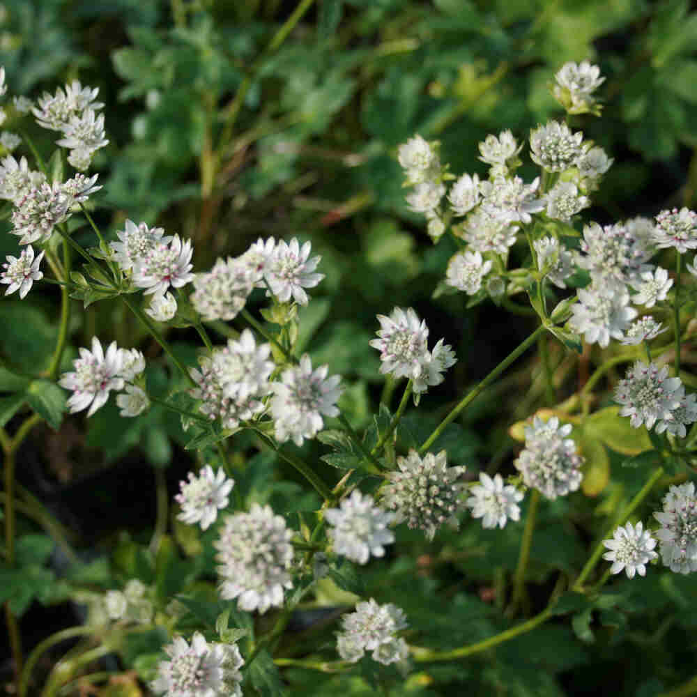 Astrantia major 'Star of Billion'® 2L