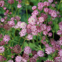 Stjerneskærm - Astrantia