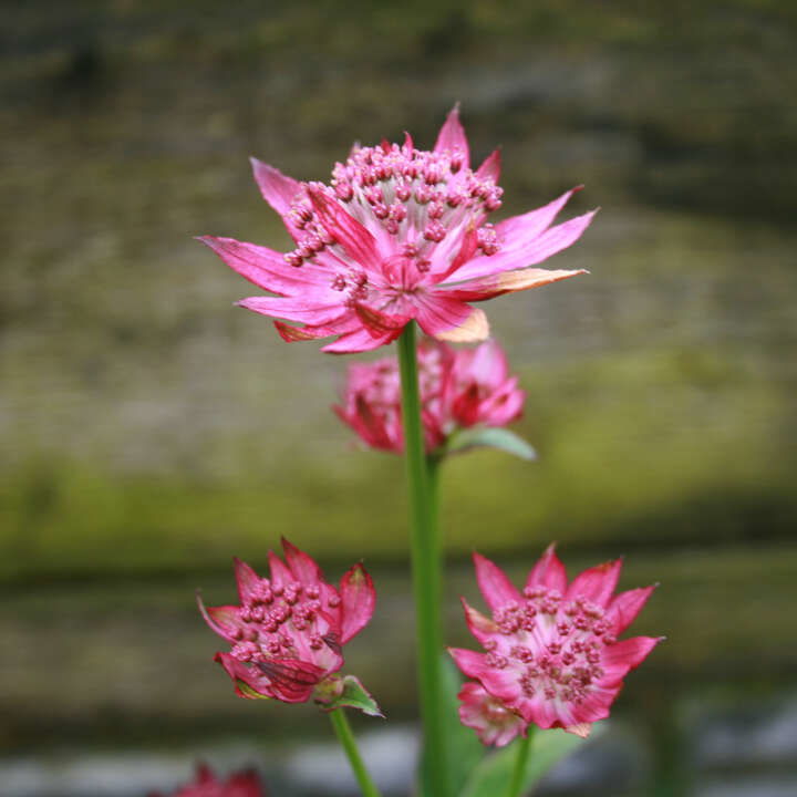 Astrantia major 'Milano'(R) 11C