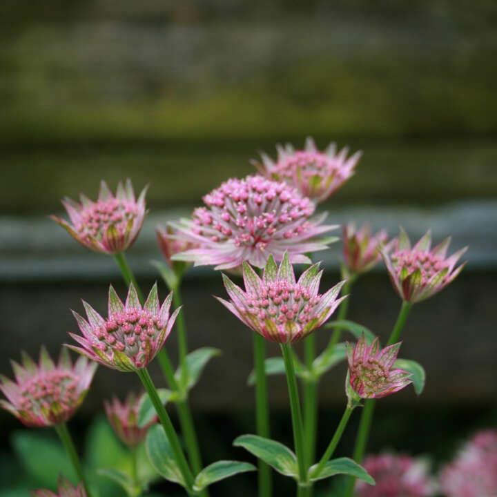 Astrantia major 'Roma'(R) 11C