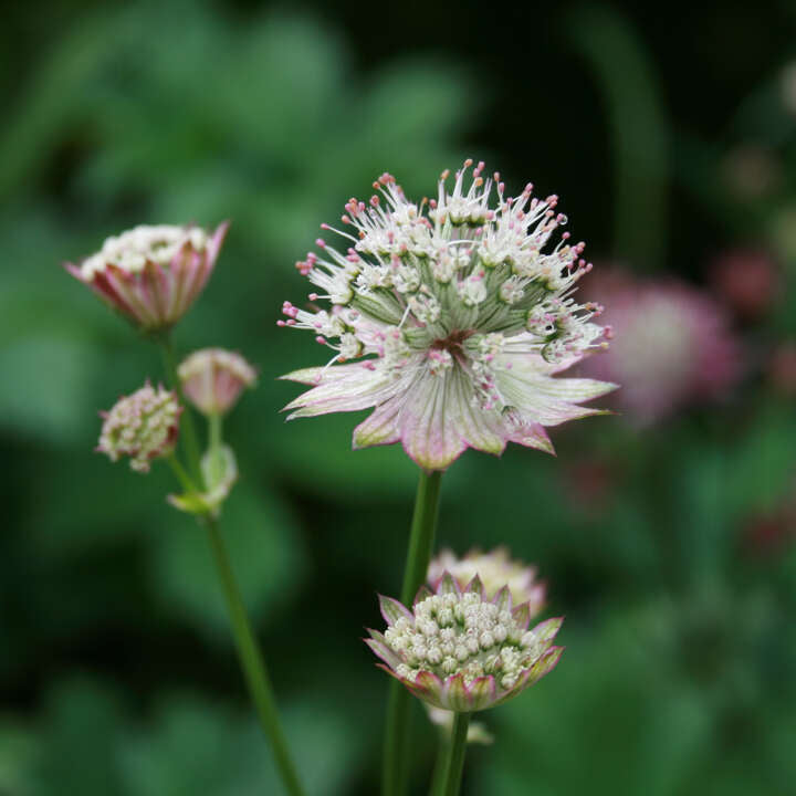 ASTRANTIA major Rosensinfonie  1 L Potte