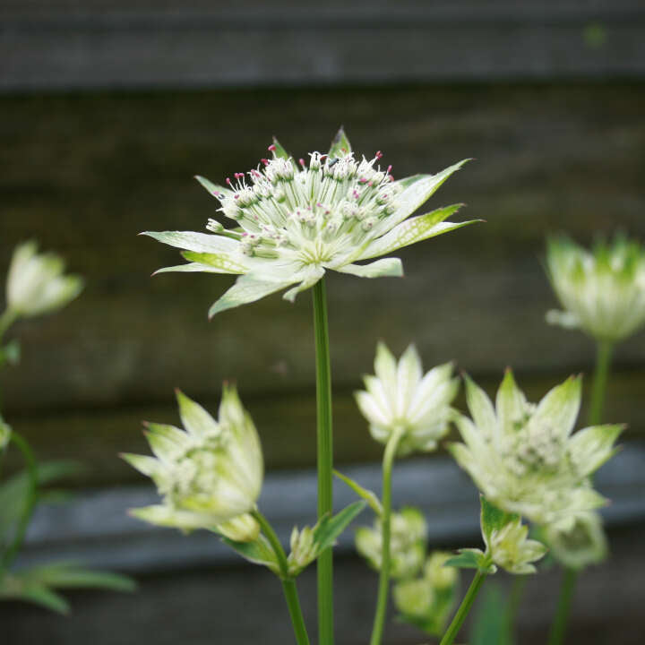 ASTRANTIA hybrid Snow Star  1 L Potte