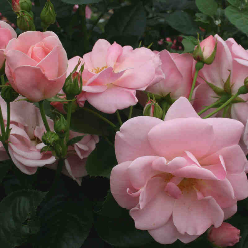 Rose 'Astrid Lindgren'